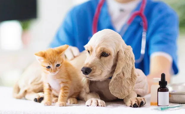 gatos perros lanus